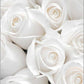 White Roses No.1